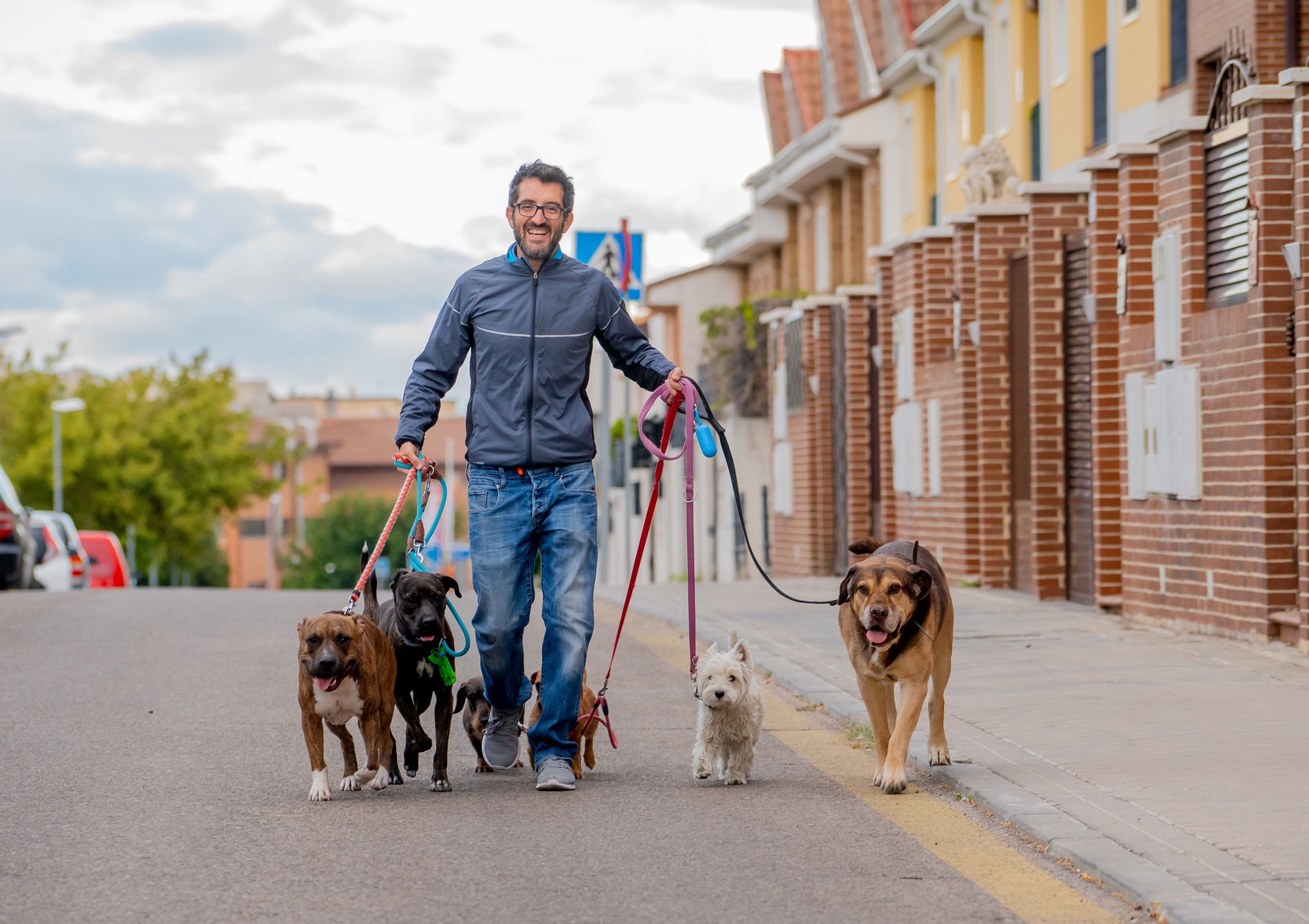 Professional dog walker or pet sitter walking a pack of cute different breed and rescue dogs on leash at city street. Vet and Dog lover people.