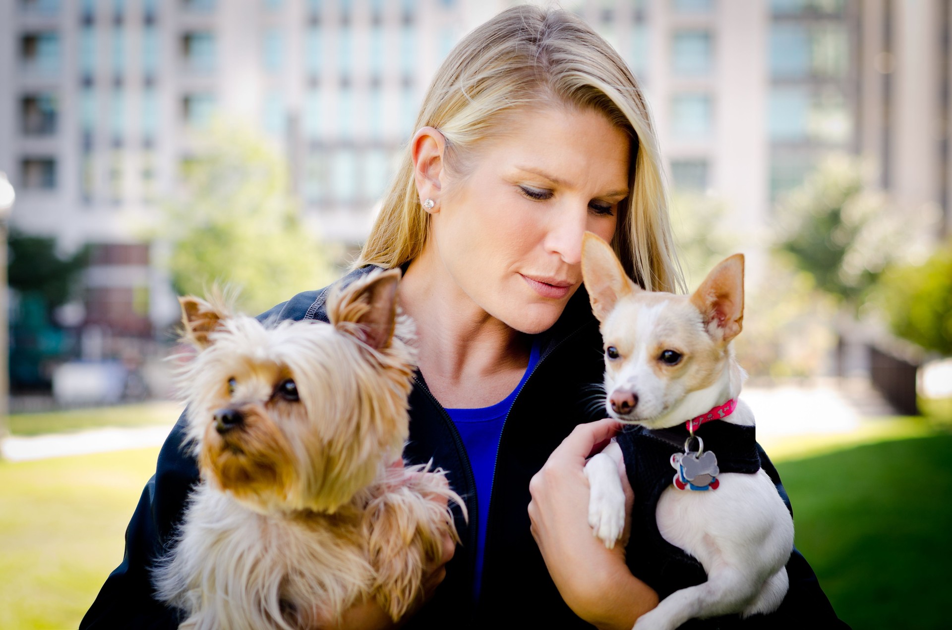 Young Woman Holding Yorkshire Terrier and Chihuahua Dog